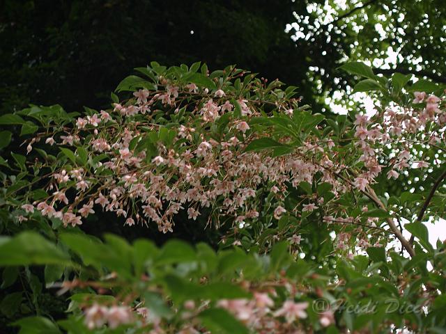 Styrax japonicus Pink Chimes.jpg